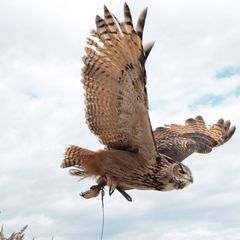 Die Vögel in Aktion während der Vorführung