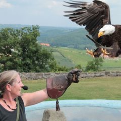 Die Vögel vertrauen den Falknern