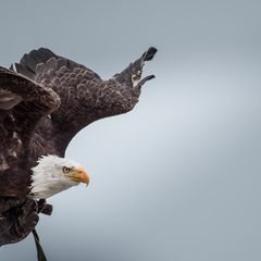 Weißkopfseeadler Hugo am Start