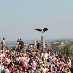 Immer wieder tolle Erlebnisse auf der Riegersburg