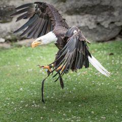 Hugo im Landeanflug