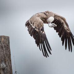 Gänsegeier Loki hebt ab